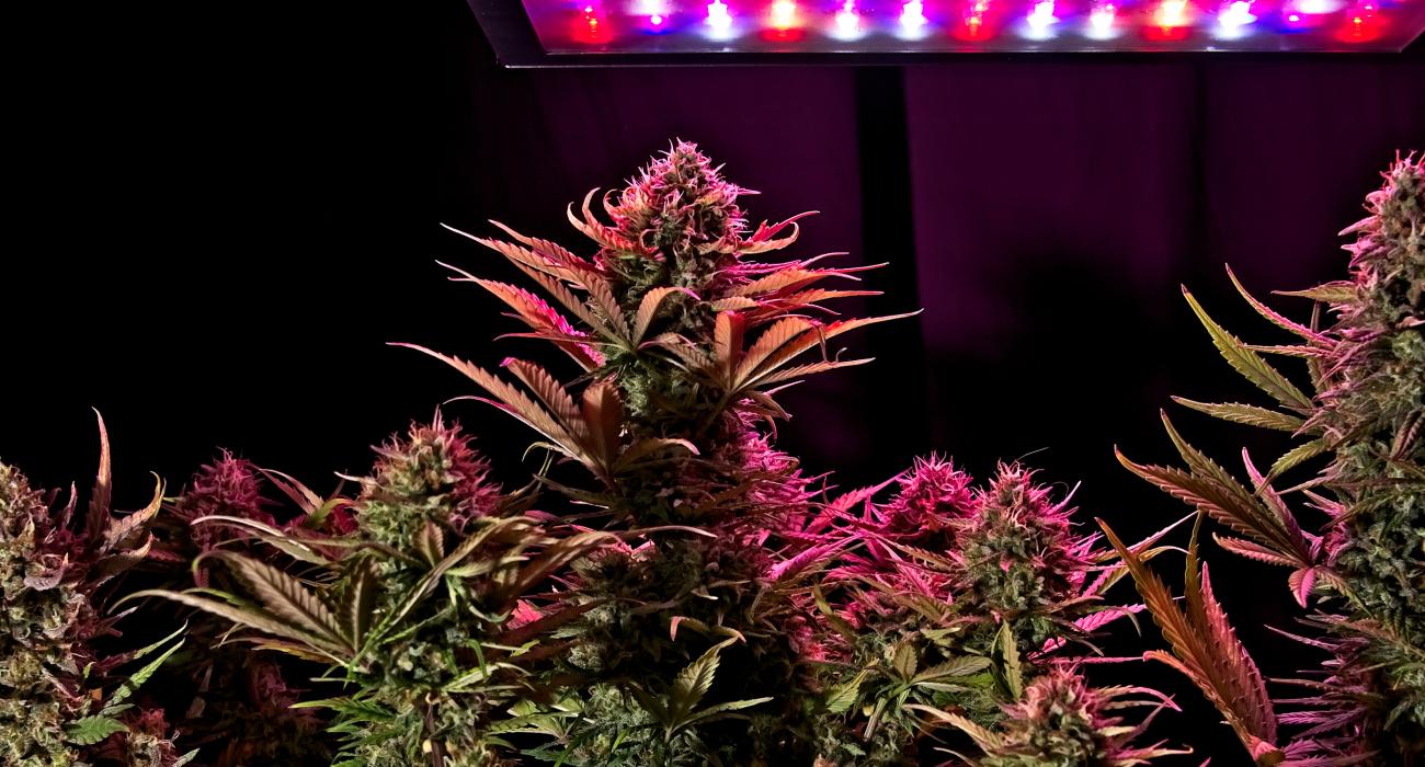 Cannabis Industry Image